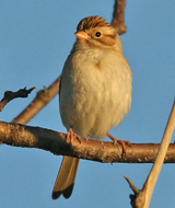Clay-colored Sparrow nonbreeding